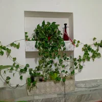 گلها سرحال|گل و گیاه طبیعی|زرند, |دیوار