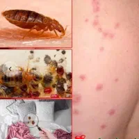 شرکت سمپاشی/ساس موریانه سوسک کنه مار عقرب مارمولک