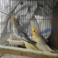 ۲ عدد عروس هلندی بدون قفس