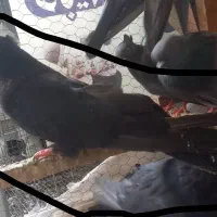 کبوتر کفتر