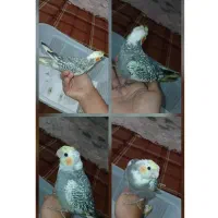 عروس هلندی شاه تخم مرواریدی