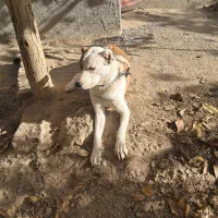 توله الابای ترکمن