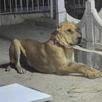 سگ دزدیده شده|سگ|مشهد, فرخد|دیوار