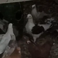 کبوتر گمشده|حیوانات|نسیمشهر, |دیوار