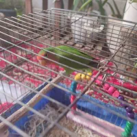 فروش طوطی برزیلی ،قیمت پانصد تومان|پرنده|برخوار, |دیوار