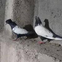 کفتر|پرنده|کرمان, |دیوار