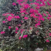 فروش خانه خ امام خمینی دربست|فروش خانه و ویلا|اصفهان, لیمجیر|دیوار