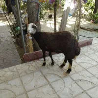 بره