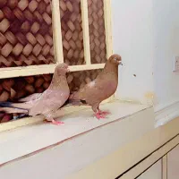 کبوتر|پرنده|اهواز, کمپلو جنوبی|دیوار