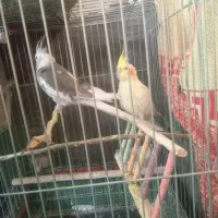 دو عدد عروس هلندی|پرنده|بندر دیر, |دیوار