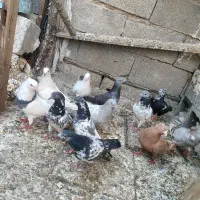 کفتر