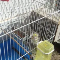 عروس هلندی|پرنده|نورآباد, |دیوار