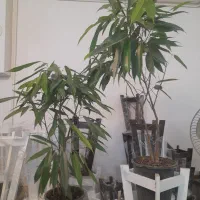 فروش ویژه گیاهان‌ آپارتمانی مبادله با ضایعات کاغذی