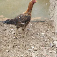 مرغ لاری|حیوانات مزرعه|ورامین, ورامین|دیوار