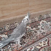 جوجه عروس 1ماهه|پرنده|قم, نیروگاه|دیوار