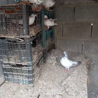 کفتر میلزن|پرنده|میناب, |دیوار