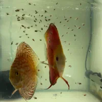 5 عدد جفت دیسکس هر جفت 4500