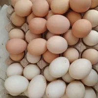 تخم مرغ و خروس گلین