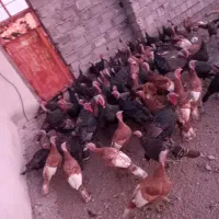 فروش بوقلمو (بوق)