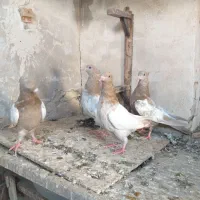 کفتر رنگه هوایی جوجه