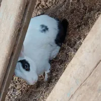 خرگوش|موش و خرگوش|زابل, |دیوار