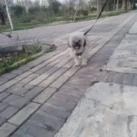 سگ شیتزو کراس ۷ماهه فقط پنج ملیون مقطوع