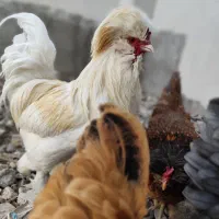 مرغ و خروس و نیمچه نژاد سلطان،واکسینه ، کلی و جزئی|حیوانات مزرعه|مشهد, ویلاشهر|دیوار