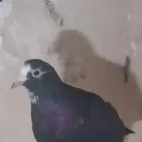 کبوتر آلمانی وکرمانی