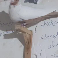 ۳تاکفتربی عیب|پرنده|شیراز, شیشه‌گری|دیوار
