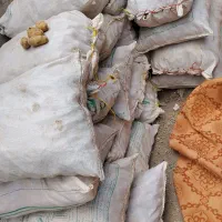 سیب زمینی بذری