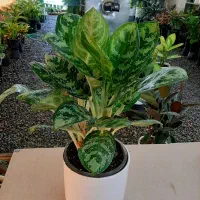گلهای آپارتمانی