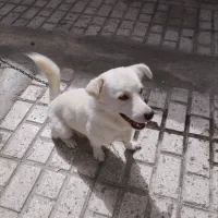 سگ خونگی|سگ|بجنورد, |دیوار