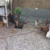 مر غ محلی|حیوانات مزرعه|شیراز, پودنک|دیوار