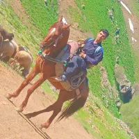اسب|اسب و تجهیزات اسب‌سواری|سارال, |دیوار