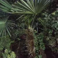 گل و گیاه طبیعی