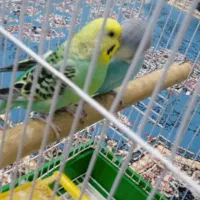 مرغ عشق|پرنده|بومهن, |دیوار