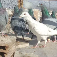 کبوتر|پرنده|بیرجند, |دیوار