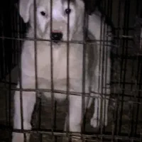 سگ سگ|سگ|بروجرد, |دیوار