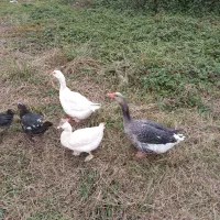 غاز محلی|حیوانات مزرعه|سنگر, |دیوار