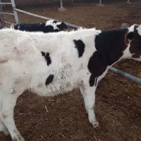 گوساله ماده و گوساله نر و دوتا گاو ابستن