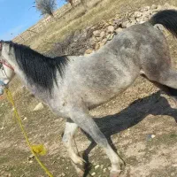 اسب نژاد دار اصیل|اسب و تجهیزات اسب‌سواری|خرم‌آباد, |دیوار