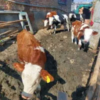 چهار راس گوساله نر چاق بتنی و هیکلی سیمینتال