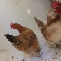 دو عدد مرغ سالم و چاق
