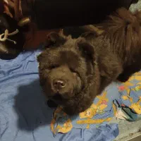 سگ چاو چاو|سگ|شیراز, قدوسی غربی|دیوار