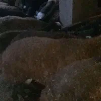 بیست عدد بره نر ماده