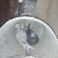 سینه سبز وآبی وپلاکی وسرور سیاه|پرنده|شیراز, آزادی|دیوار