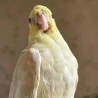 عروس هلندی ام گمشده