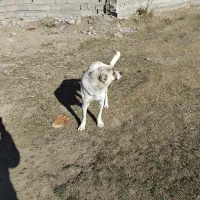 سگ ماده مناسب گله|سگ|سرعین, |دیوار