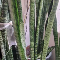 گلدان سانسوریا