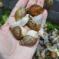 حلزون های پرورشی کلاژن ساز|خزنده|ممقان, |دیوار